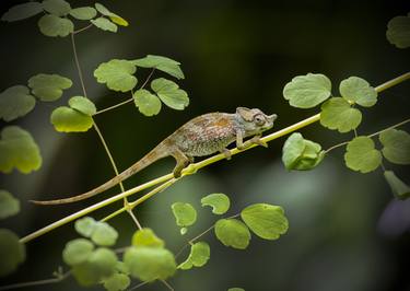 Original Documentary Animal Photography by Steve Russell