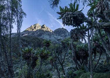 Freezing Forest of Giant Groundsel - Limited Edition of 5 thumb