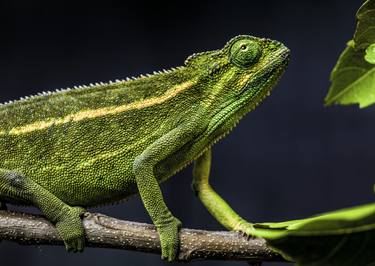 Rwenzori Montane Side-Striped Chameleon (Female) - Limited Edition of 5 thumb