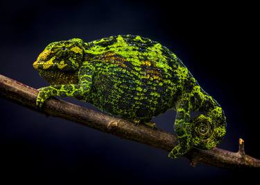 Original Animal Photography by Steve Russell