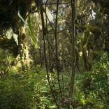 Stretcher - Limited Edition of 5 by Steve Russell