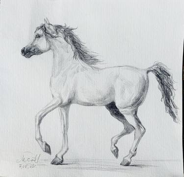 Original Fine Art Animal Drawings by Maria McCulloch