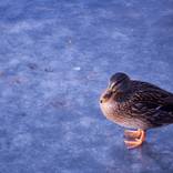 Cold Feet, Ducks on the Docks Series by TheTink Bar