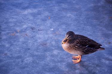 Cold Feet, Ducks on the Docks Series thumb