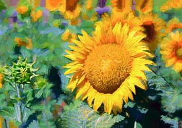 Sunflower, Italy - Limited Edition 2 of 20 thumb