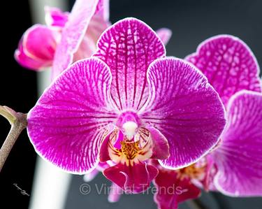 Butterfly Orchid XL - Limited Edition 1 of 20 thumb