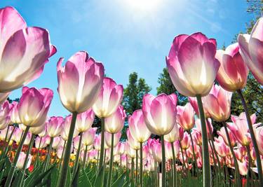 Pink tulips - Limited Edition 1 of 20 thumb