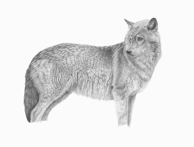 Original Illustration Animal Drawing by Meagan Donegan