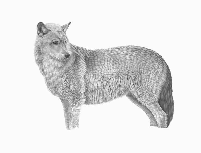 Original Illustration Animal Drawing by Meagan Donegan