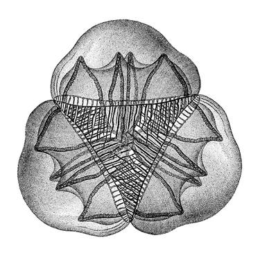 Three Medusae thumb