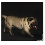 Walleyed - Limited Edition 7 of 7 by Zoran Jovanovic Maccak
