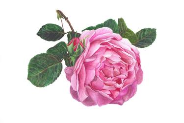 Print of Fine Art Floral Paintings by Nancy Sewell