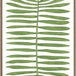 Collection 2020 - Botanicus C.IV