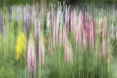 Iris and Lupines thumb