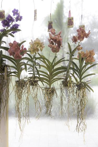 Original Contemporary Botanic Photography by Harvey Schipper