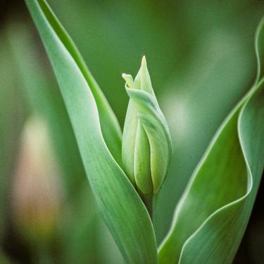 Original Fine Art Floral Photography by Harvey Schipper