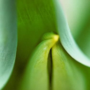 Original Fine Art Floral Photography by Harvey Schipper