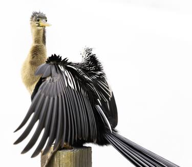 Anhinga - Limited Edition of 10 thumb