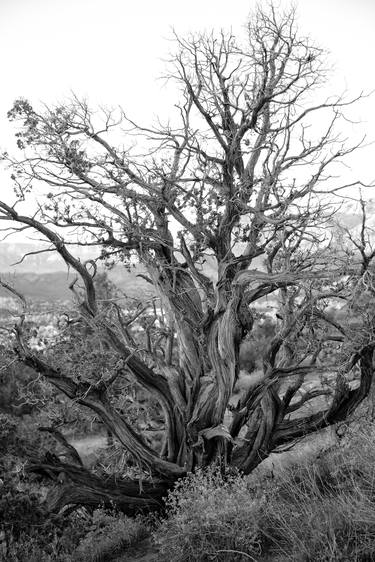 Original Tree Photography by Harvey Schipper
