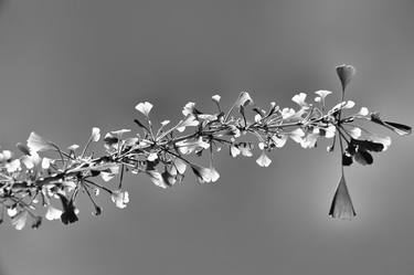 Original Tree Photography by Harvey Schipper