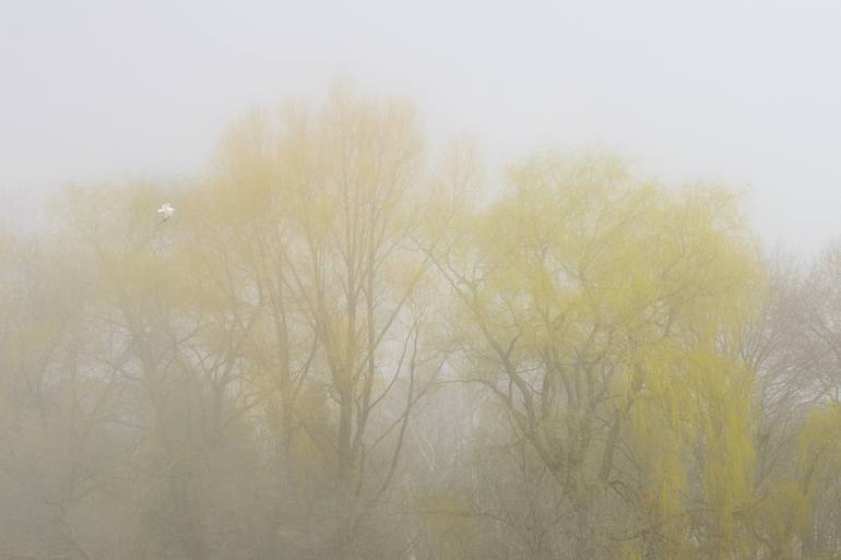 Spring Trees & Fog - Limited Edition of 10