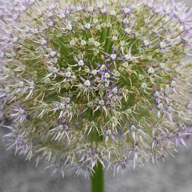 Allium 1 - Limited Edition of 20 thumb