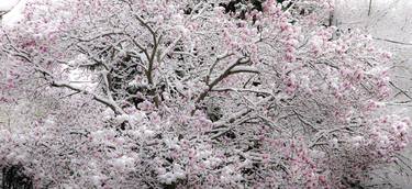 Snow and Magnolia - Limited Edition of 20 thumb