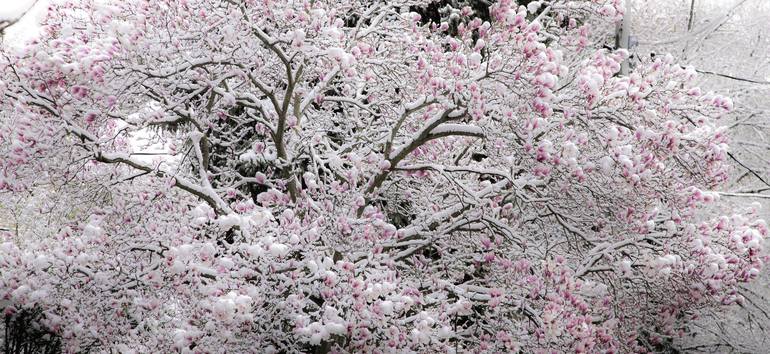 Snow and Magnolia - Limited Edition of 20