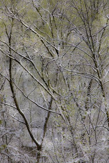 Trees and Snow - Limited Edition of 20 image