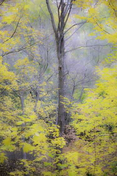 Autumn 1 - Limited Edition of 20 image