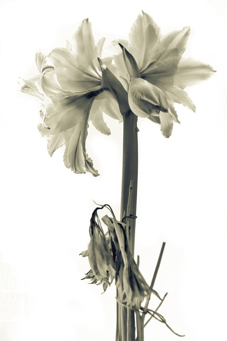 Original Figurative Floral Photography by Harvey Schipper