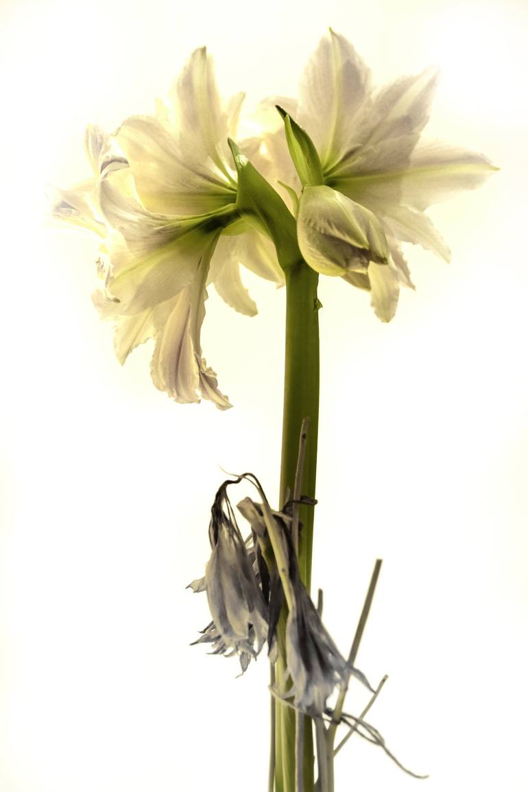 Original Floral Photography by Harvey Schipper