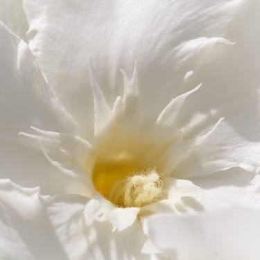 Print of Abstract Nature Photography by james s gardiner