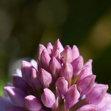 Print of Conceptual Nature Photography by james s gardiner