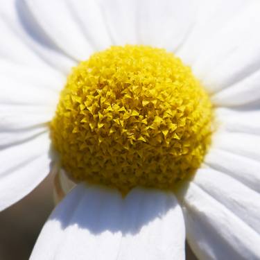 Print of Conceptual Nature Photography by james s gardiner