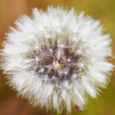 Print of Nature Photography by james s gardiner