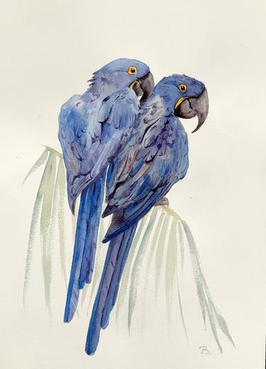 Hyacynth Macaws thumb