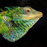 Study Of A Lizard by Daniel Magidson