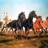 Wild Horses by Daniel Magidson