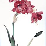 Chinese Painting Amaryllis by Mayee Futterman