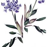 Chinese Painting Lily of the Nile Diptych by Mayee Futterman