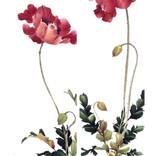 Chinese Painting Poppy Diptych by Mayee Futterman