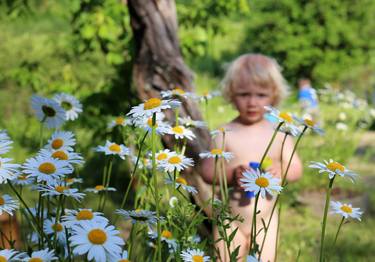 Lost in daisies - Limited Edition of 1 thumb