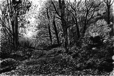 Original Nature Drawing by David Howe