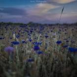 Blue Dream by Berta Martirosyan