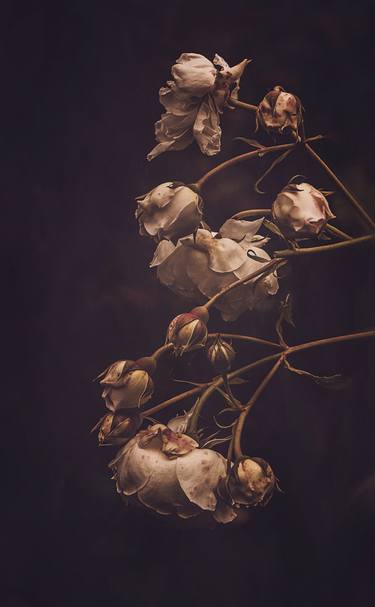 Print of Fine Art Floral Photography by marina de wit