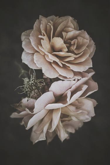 Print of Fine Art Floral Photography by marina de wit