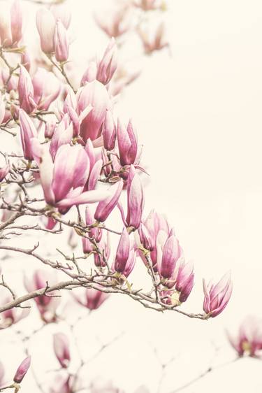 Print of Fine Art Floral Photography by marina de wit