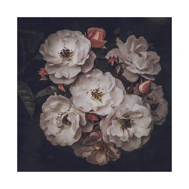 Moody White English Roses - Limited Edition of 15 thumb
