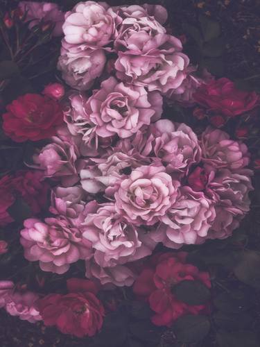 Print of Fine Art Floral Photography by marina de wit